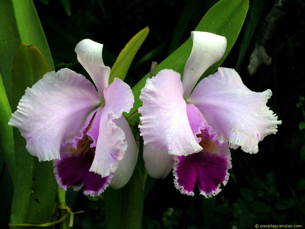 Las orquídeas | Secretaría de Cultura, Recreación y Deporte