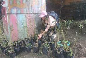 plantaron